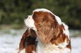 CAVALIER KING CHARLES 545